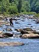 Loyalsock Angler - Sullivan County, Pennsylvania
