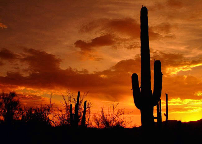 Saguaro East - Saguaro National Park, Tucson, Arizona