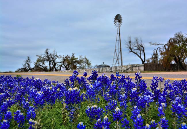 Texas Bluebonnets, State Flower of Texas - Ennis, Texas