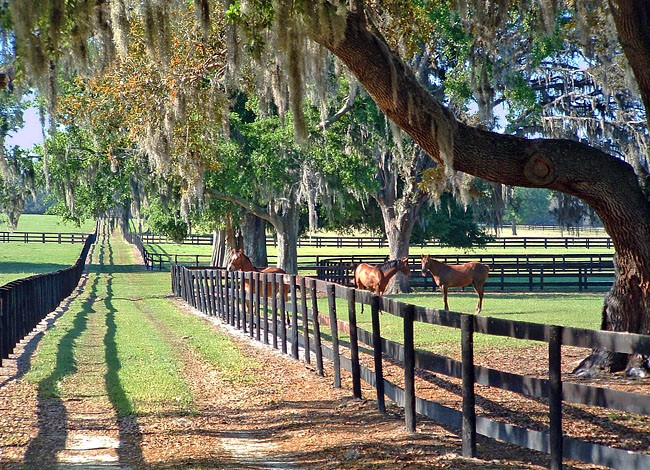 Winding Oaks Farm - Ocala, Florida