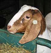 Long Eared Goat - Malabar Farm State Park - Lucas, Ohio