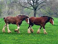 Draft Horses - Malabar Farm State Park - Lucas, Ohio