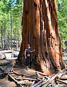 Giant Sequoia - Mariposa Grove, Yosemite National Park, California