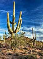 Mature Saguaro Cactus - Saguaro National Park, Tucson. Arizona