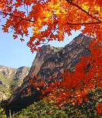 McKittrick Canyon - Guadalupe Mountains National Park, Texas