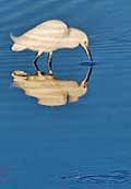 Little egret - Merritt Island NWR, Florida