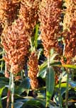 Milo or Sorghum