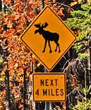 Watch out for Moose