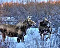 Moose - Mount Haggin Wildlife Management Area, Anaconda, Montana