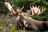 Mr Moose - Anchorage, Alaska