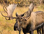 Mr Moose - Chugach, Alaska