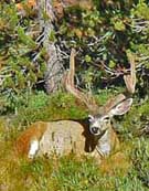 Mule Deer in Velvet - Sierra National Forest, CA