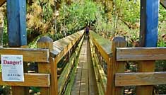 Canopy Walk Sky Bridge - Myakka River State Park, Sarasota County, Florida