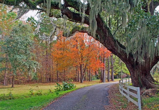 Magnolia Plantation - Charleston, South Carolina