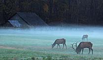 Oconaluftee Visitor Center Elk