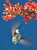 Ocotillo and Hummingbird - Joshua Tree National Park, California