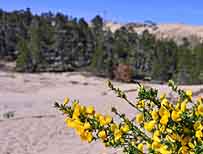 Oregon Dunes Wildflowers - John Dellenback Dunes Trail - Lakeside, Oregon