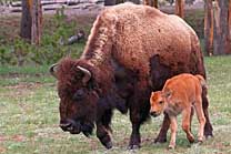 American bison - by Tom Blanchard