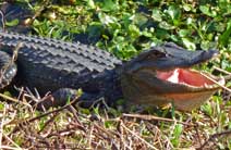 American alligator- Paynes Prairie Preserve, Micanopy, Florida