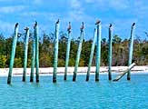 Pelican Roost - Marco Island, Florida