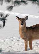 Whitetail Deer - Pipestem State Park, West Virginia