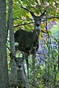 Preserve Wildlife  - Portland Arch Preserve, Fountain, Indiana