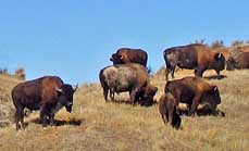 Prairie Buffalo