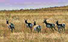 Pronghorn Herd - Colorado Plains