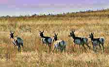 Prairie Pronghorn