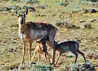 Pronghorn Family