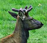Roosevelt Elk - Trinidad, California