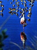 Roseate Spoonbill