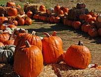 Adams County Round Barn Pumpkins