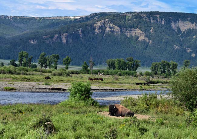 Lamar River - Tower Junction, Yellowstone National Park, Wyoming