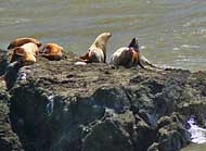 Sea Lion Island - Lost Coast
