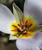 Sinuous Mariposa Lily - Hovenweep, Utah