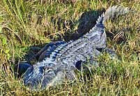 Florida Alligator- Merritt Island NWR