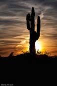 A Sonoran Desert Icon - The Saguaro Cactus - Lake Pleasant Recreational Park, Peoria, Arizona