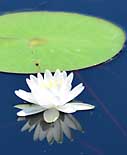 Fragrant water lily (Nymphaea odorata