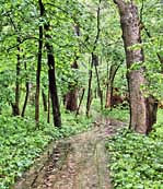 Starved Rock Forest Trail - Utica, Illinois