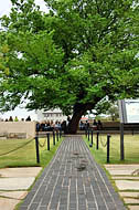 Survivor Tree - American Elm, Oklahoma City National Memorial