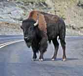 Buffalo - Theodore Roosevelt National Park