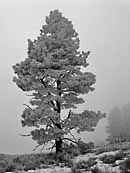 Lone Pine - Okanogan-Wenatchee National Forest, WA