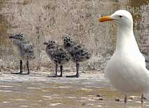 Western Gull and Chicks - Alcatraz Island, CA