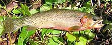 Westslope Cutthroat Trout - courtesy USGS