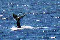 Whale Sightings - a telling tail
