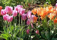 Tulip Varieties