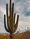 Mature Saguaro