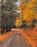 Back-country Road - Bald Eagle State Forest, Pennsylvania