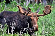 Bull Moose - Bighorn National Forest, Wyoming